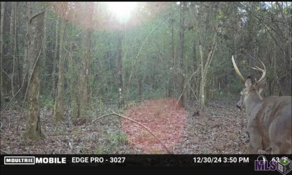 5903 Line Road Ethel, LA 70730 - Photo 7 of 13