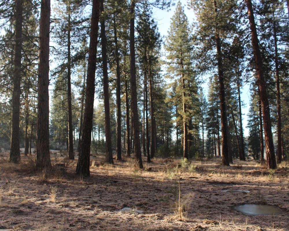 3355 Kircher Road Chiloquin, OR 97624 - Photo 8 of 23 7