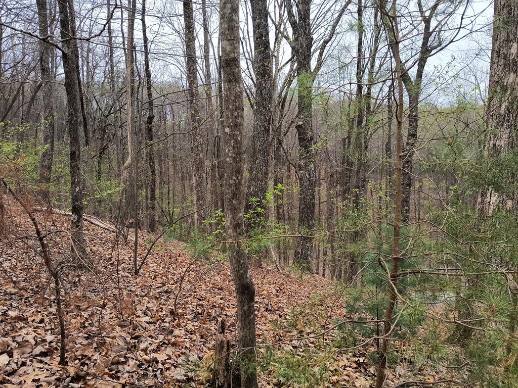 M99 Sleepy Hollow Road Ellijay, GA 30536 - Photo 13 of 13