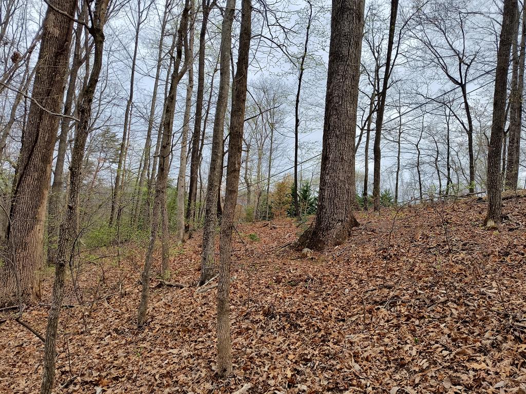 M99 Sleepy Hollow Road Ellijay, GA 30536 - Photo 5 of 13