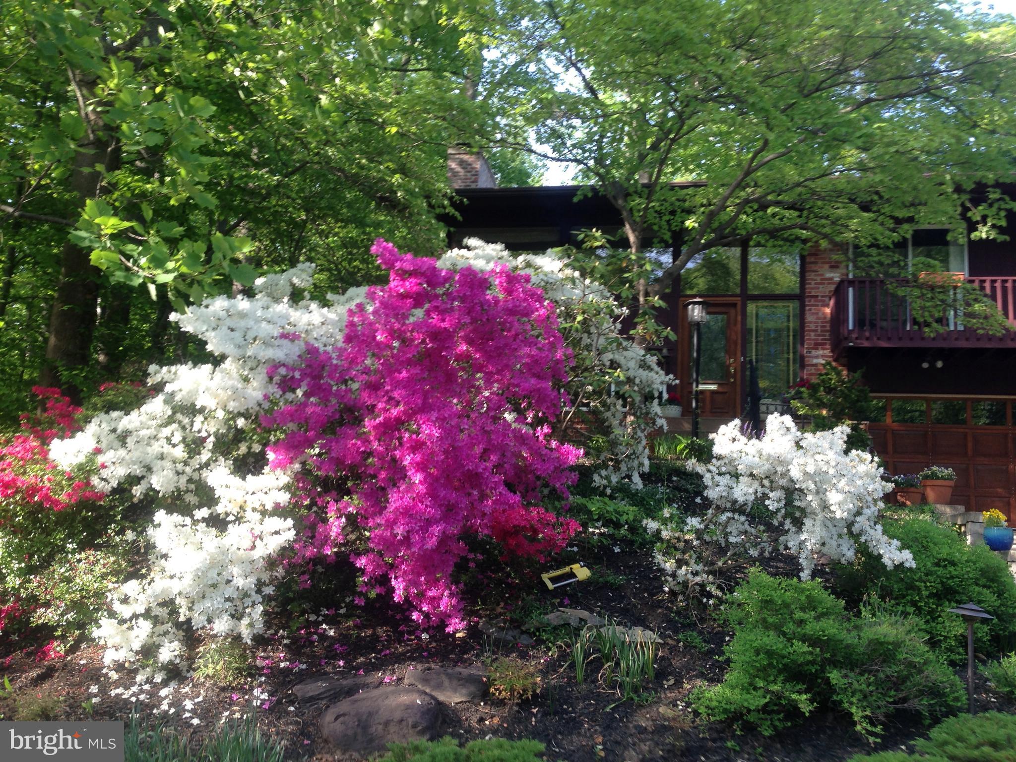 6313 Valley Road Bethesda, MD 20817 - Photo 2 of 21 Azalea explosion!