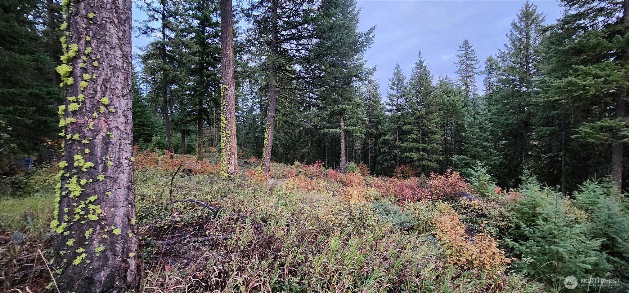 2518 Bodie Mountain Road Colville, WA 99114 - Photo 26 of 40