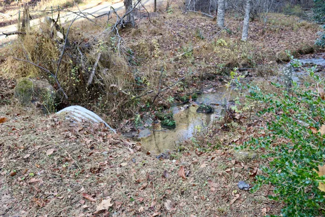 a close up of a tree in a yard
