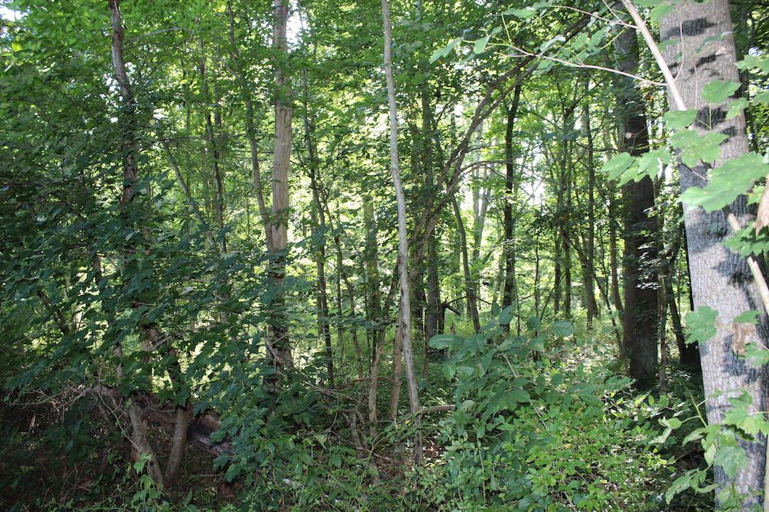 0 Franklin Valley Road Jackson, OH 45640 - Photo 24 of 46