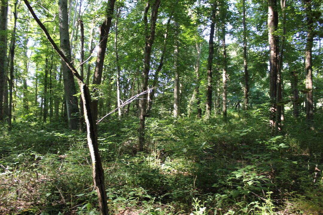 0 Franklin Valley Road Jackson, OH 45640 - Photo 25 of 46