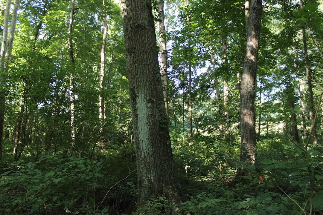 0 Franklin Valley Road Jackson, OH 45640 - Photo 27 of 46