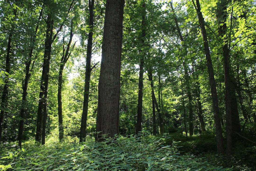 0 Franklin Valley Road Jackson, OH 45640 - Photo 29 of 46