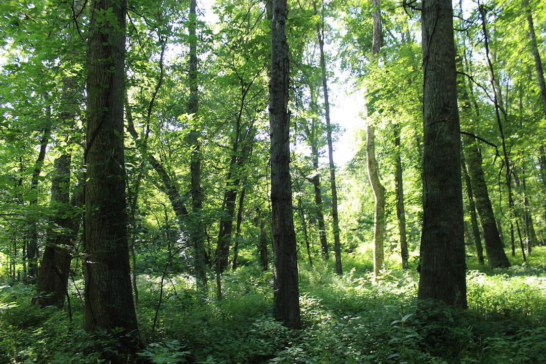 0 Franklin Valley Road Jackson, OH 45640 - Photo 31 of 46