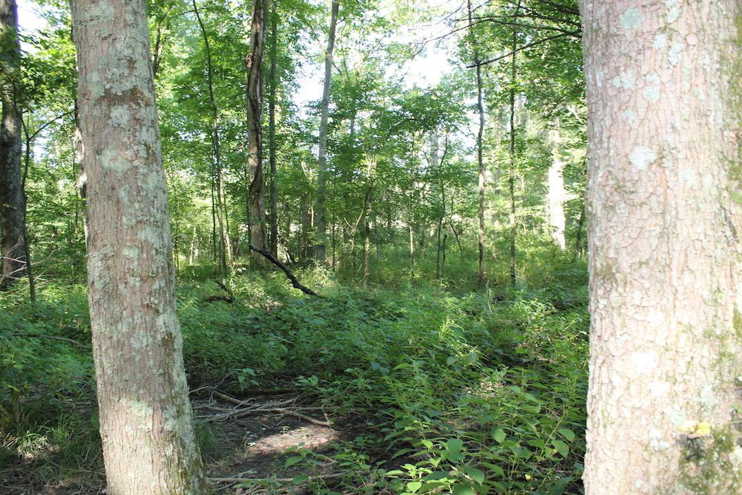 0 Franklin Valley Road Jackson, OH 45640 - Photo 33 of 46