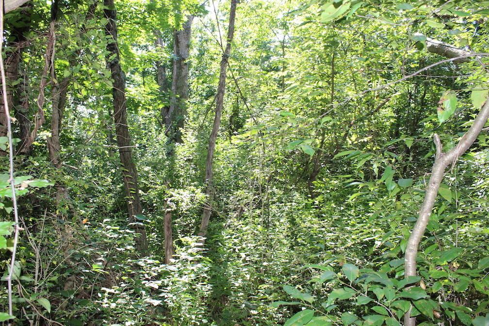 0 Franklin Valley Road Jackson, OH 45640 - Photo 42 of 46