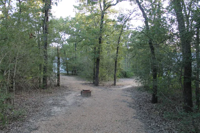 a view of a forest filled with trees