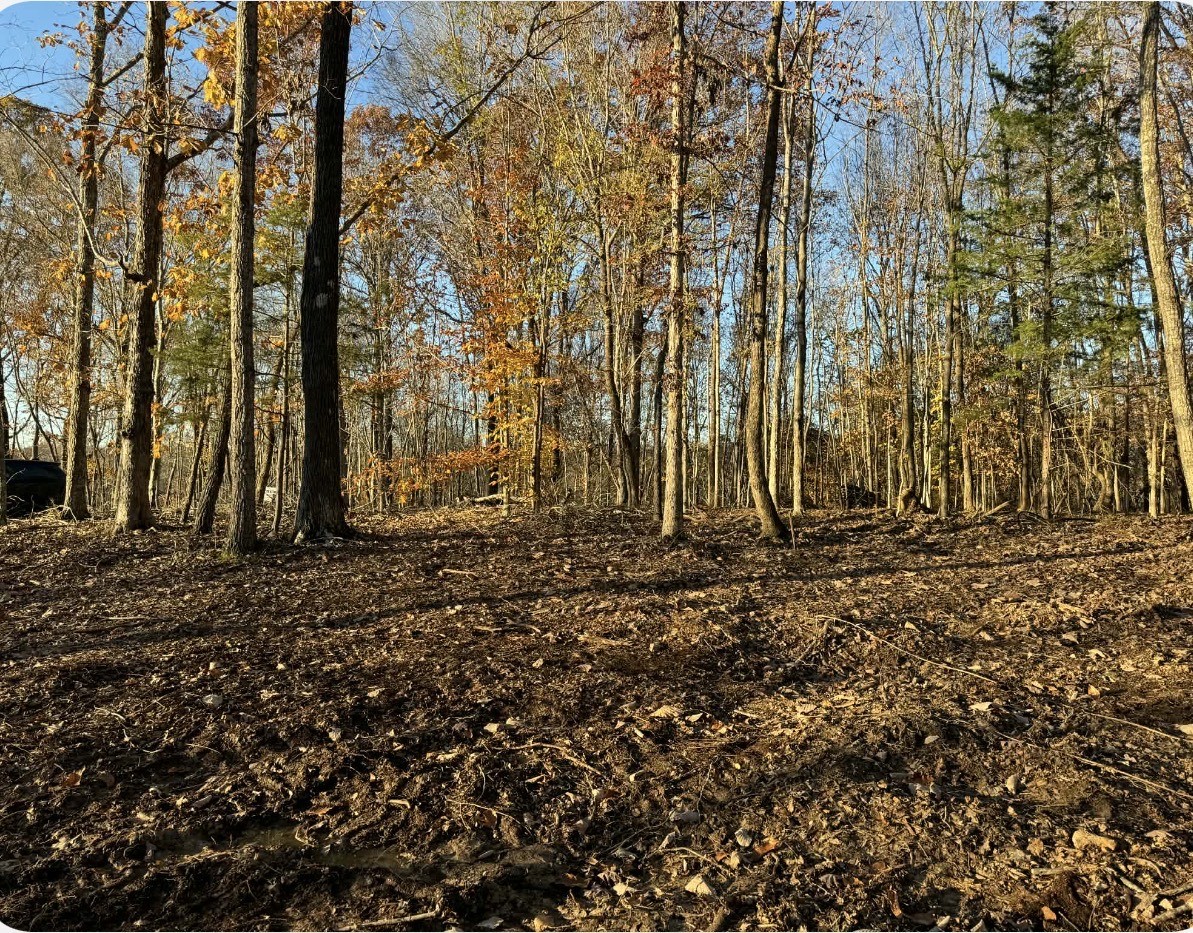 260 Lineport Road Bumpus Mills, TN 37028 - Photo 2 of 4 a view of backyard with large trees