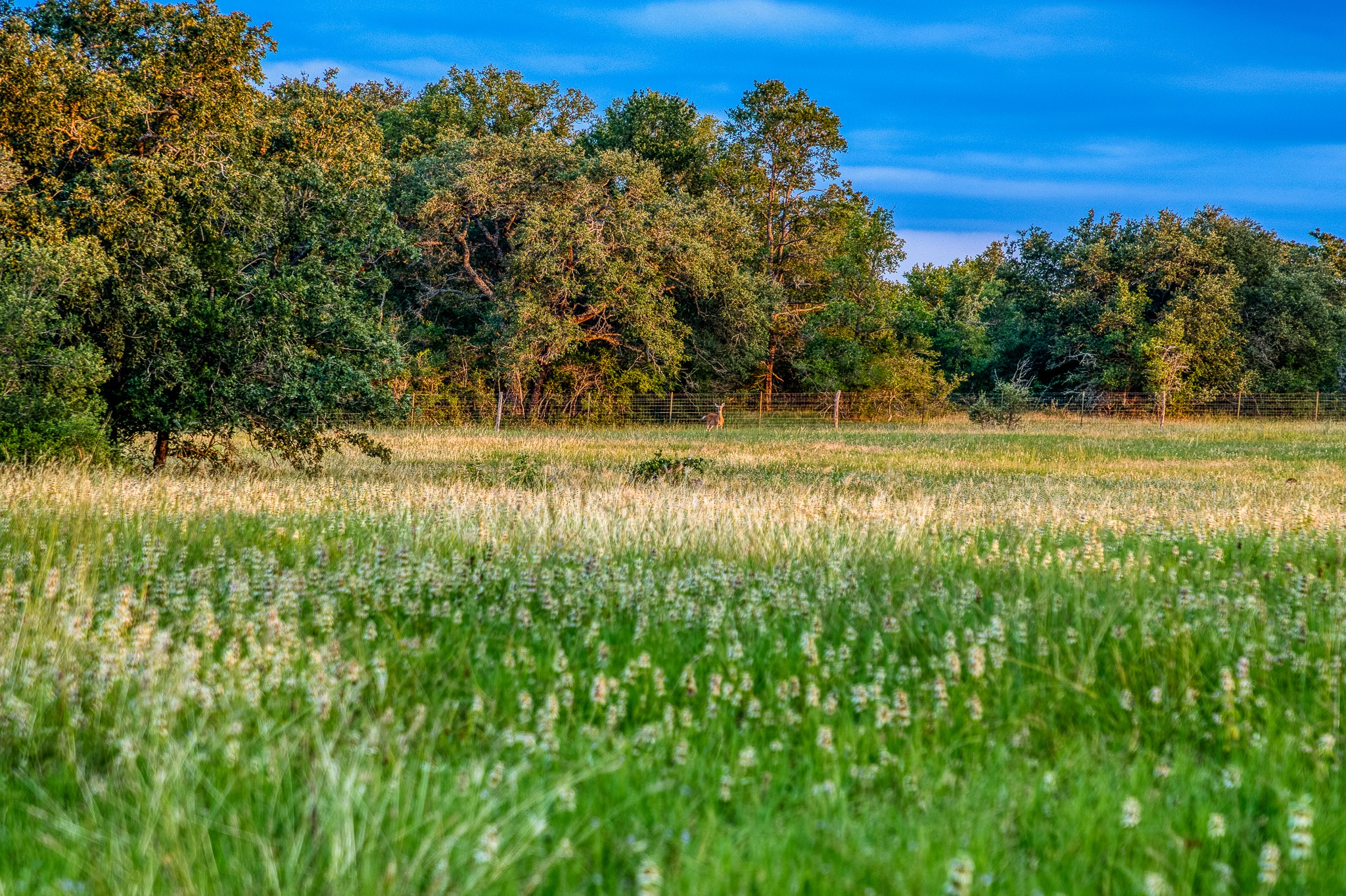 10092 County Road 446 Somerville, TX 77879 - Photo 47 of 50 a view of a yard with an outdoor space and deck