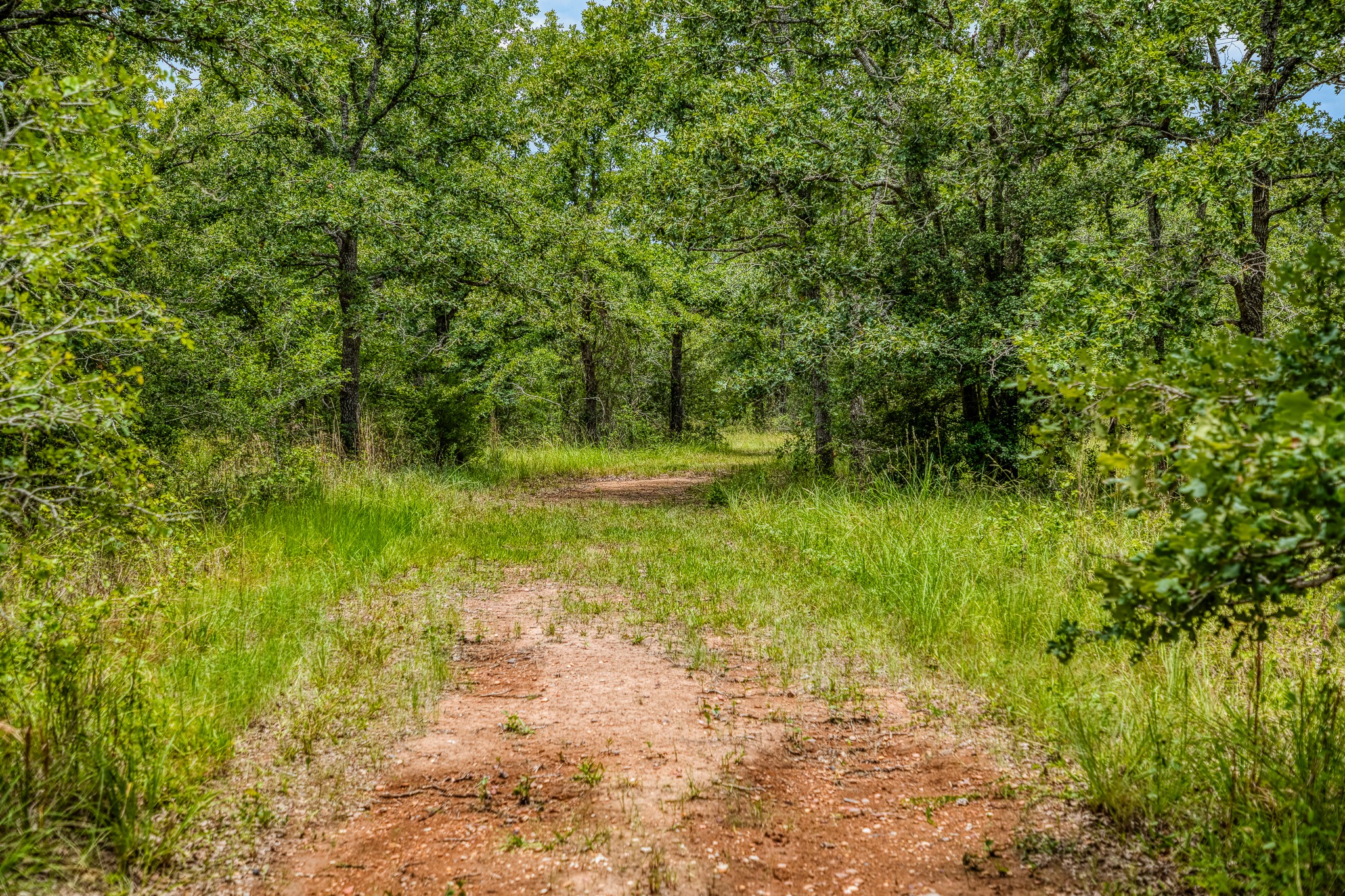 10092 County Road 446 Somerville, TX 77879 - Photo 49 of 50 a view of a garden with a tree