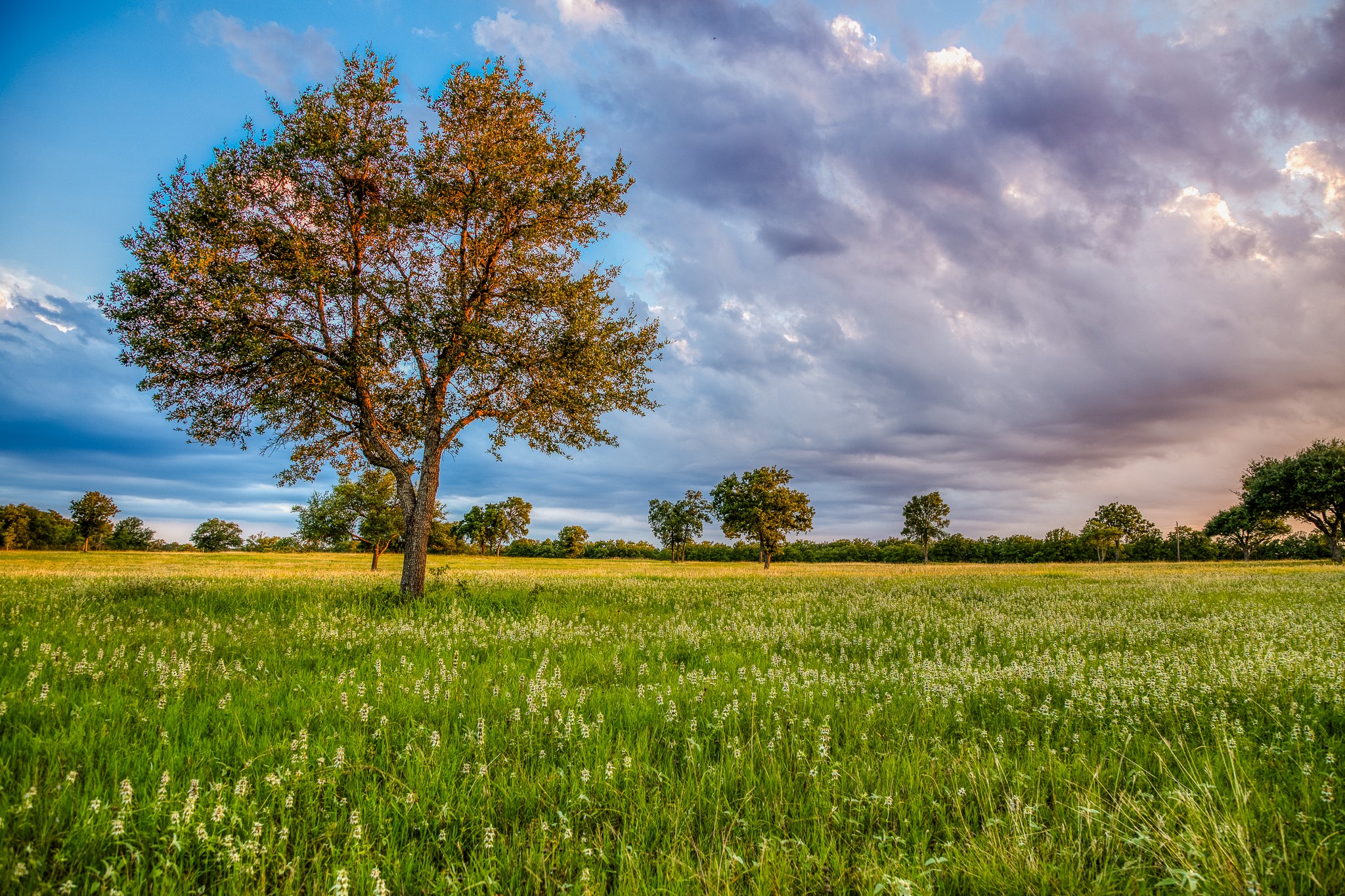 10092 County Road 446 Somerville, TX 77879 - Photo 5 of 50 a view of an outdoor space and yard