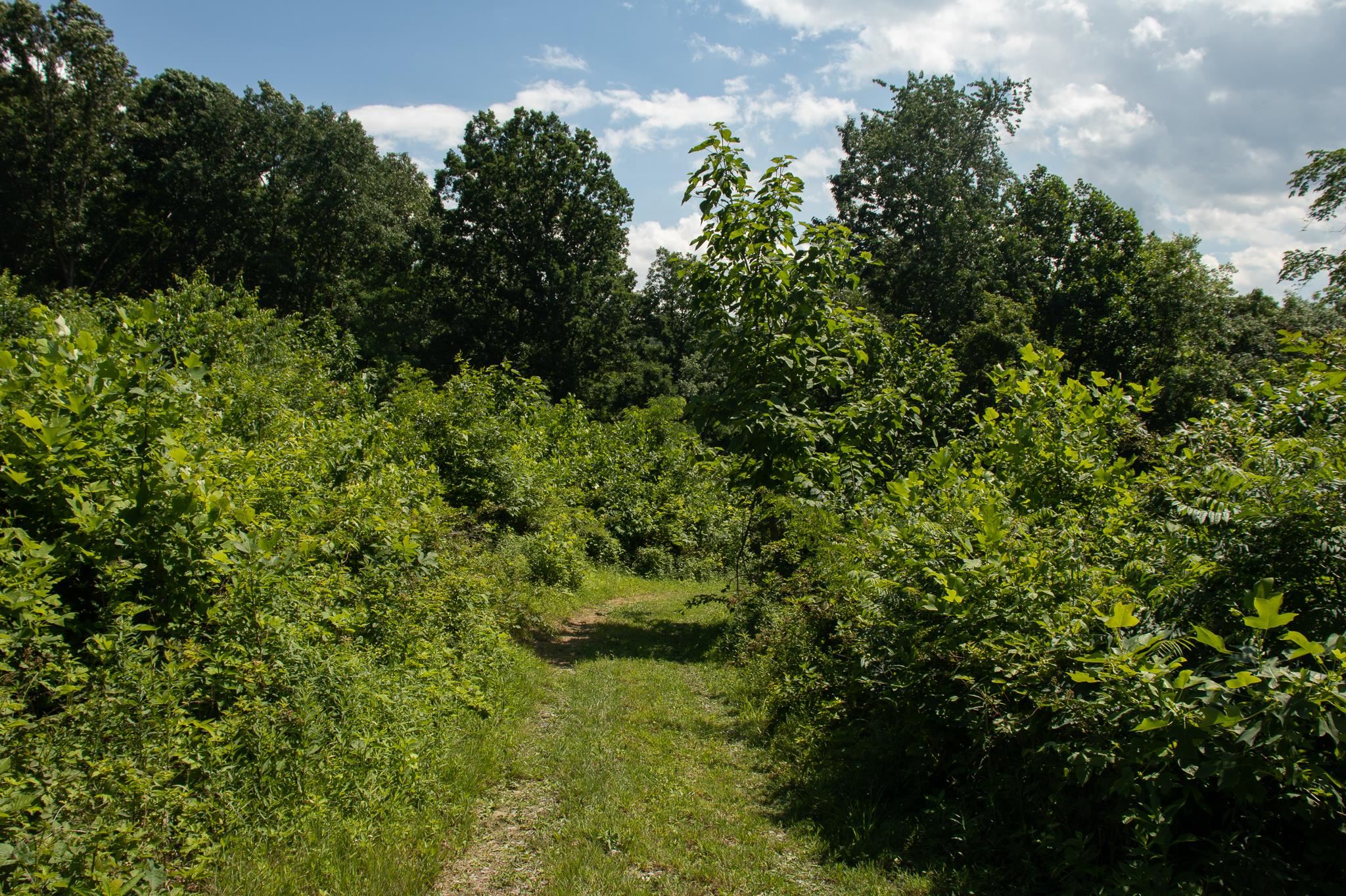 Tbd Rosen Lane Staunton, VA 24401 - Photo 11 of 14 a view of a garden