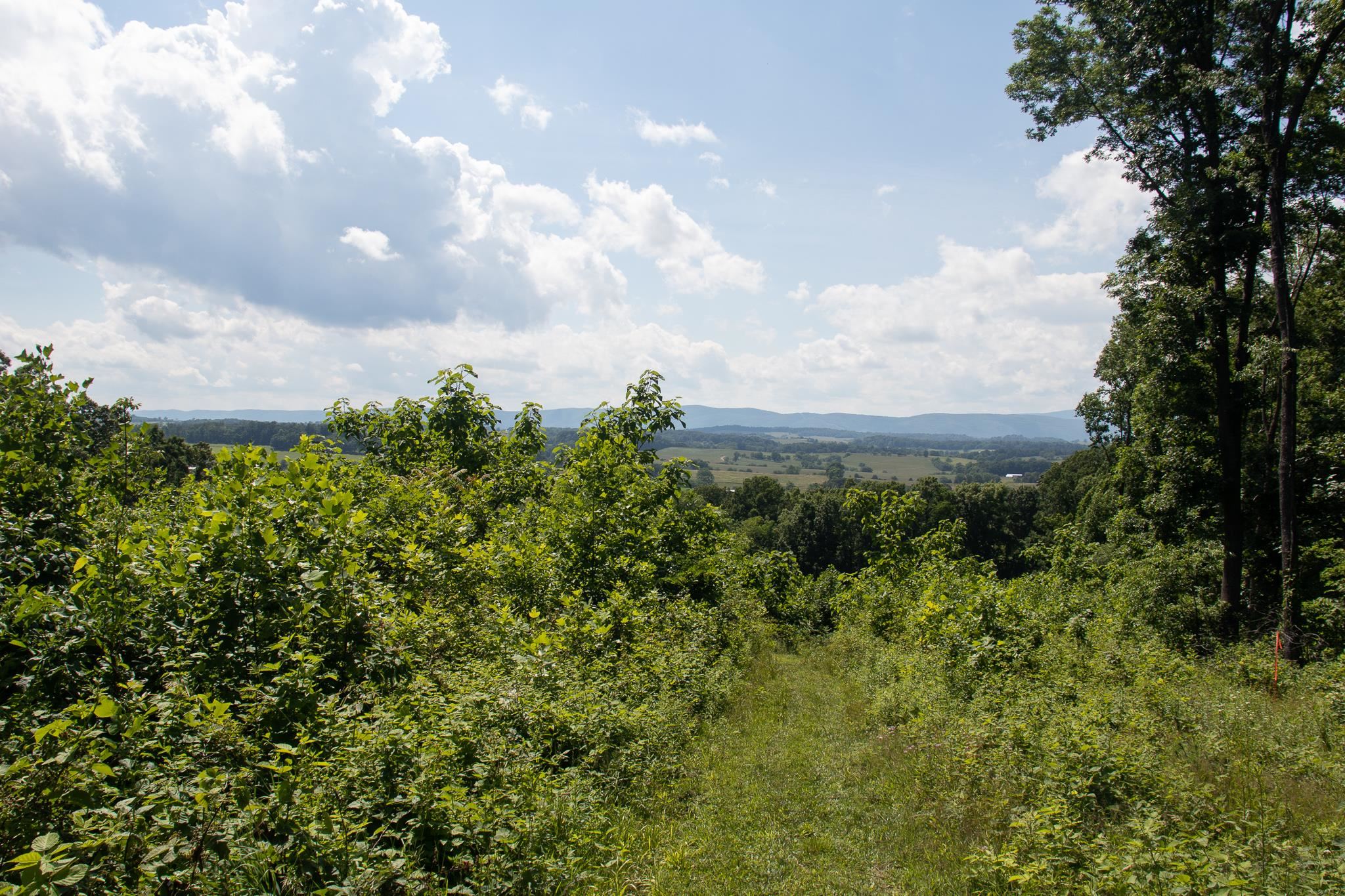 Tbd Rosen Lane Staunton, VA 24401 - Photo 6 of 14 a view of a bunch of trees