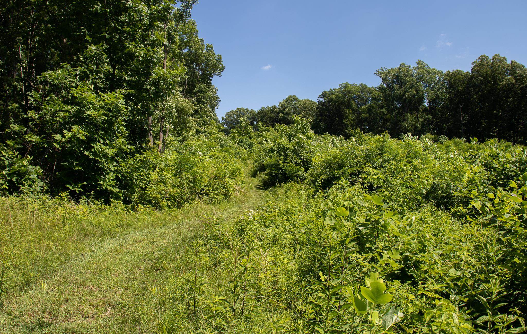 Tbd Rosen Lane Staunton, VA 24401 - Photo 10 of 14 a view of a garden