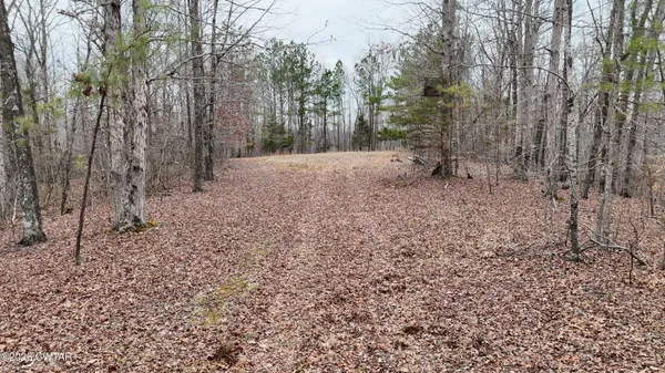 a view of a forest filled with trees