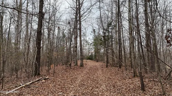 a view of a forest filled with trees