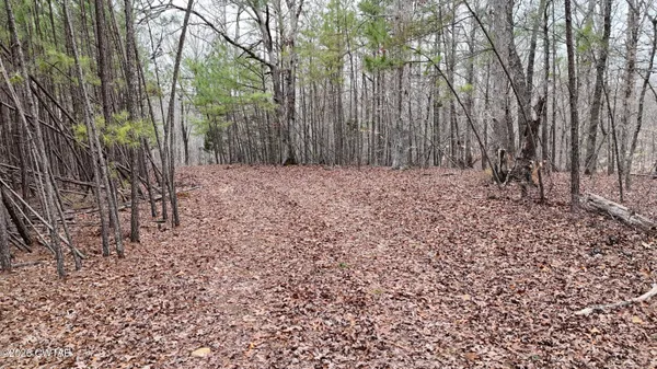 a view of a yard with trees