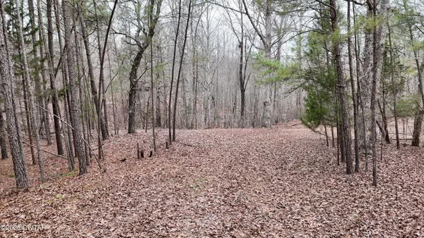a view of a yard with trees