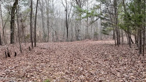 a view of a yard with trees
