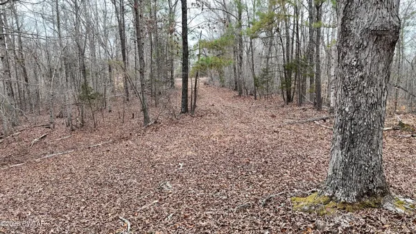 a view of a forest with trees in the background