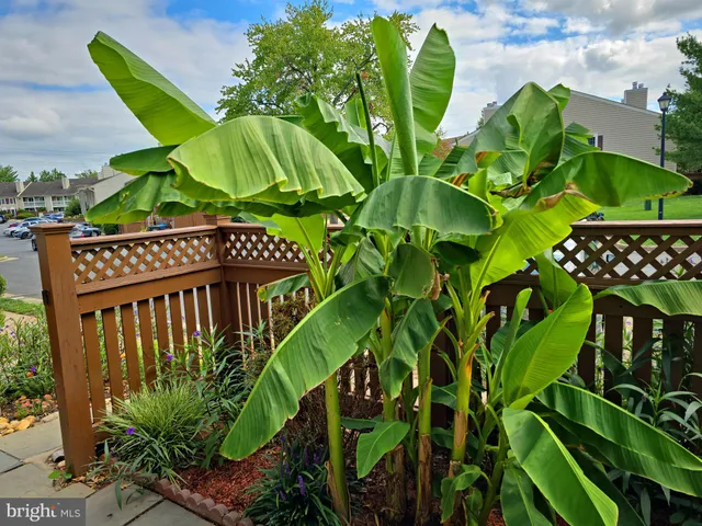a view of a flower in a garden