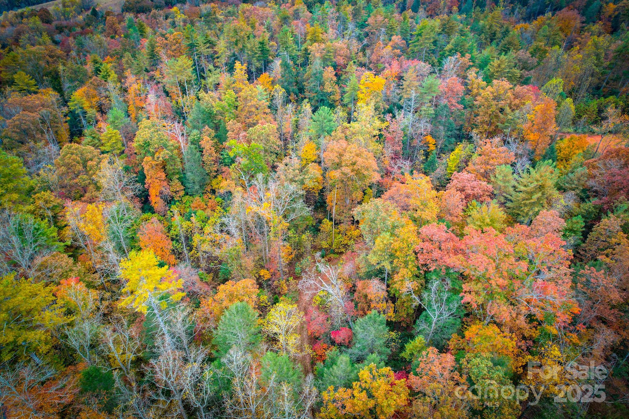 0 Grandin Road, Unit 3 Lenoir, NC 28645 - Photo 5 of 11 a view of flowers in bunch