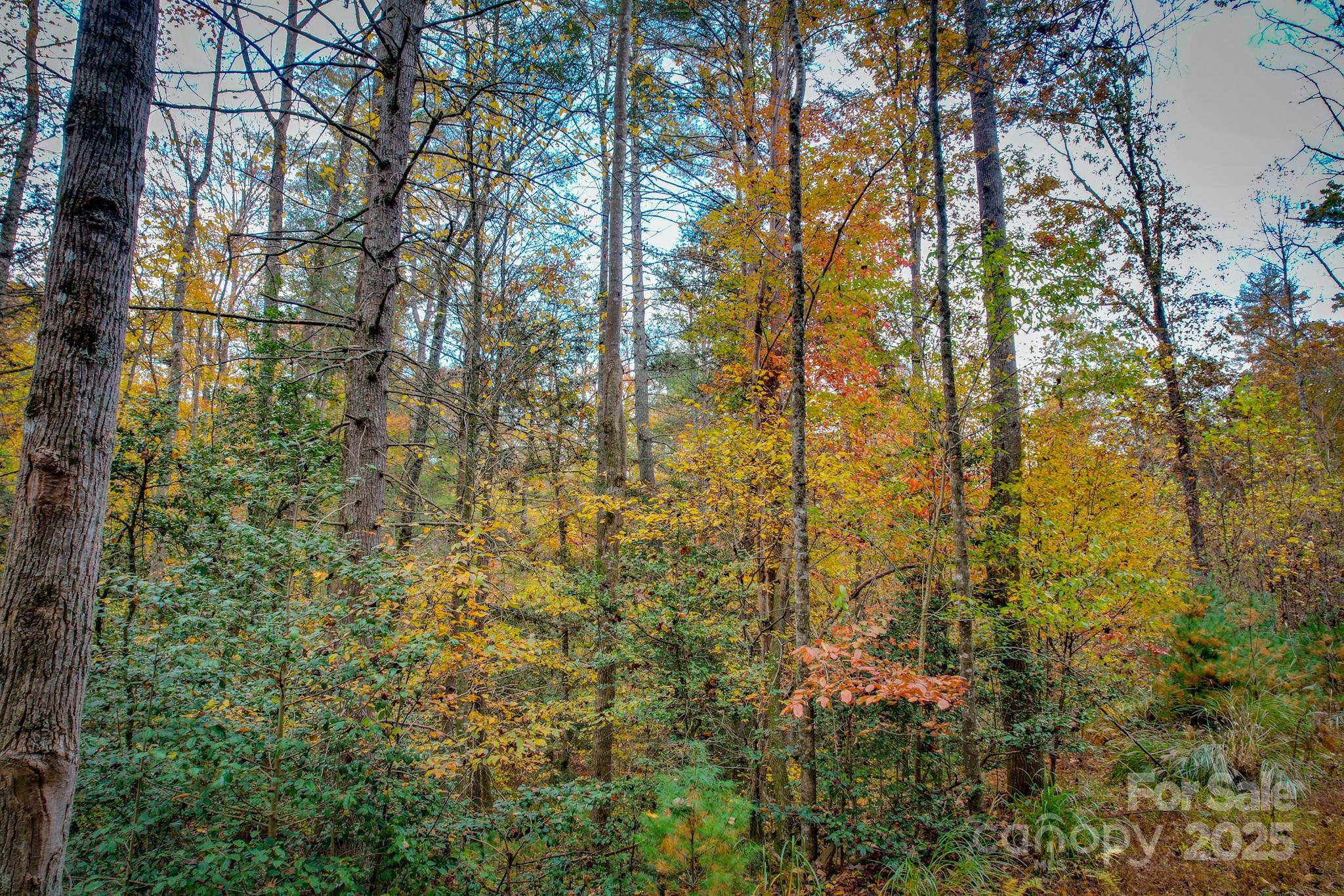 0 Grandin Road, Unit 3 Lenoir, NC 28645 - Photo 6 of 11 a close up of a tree