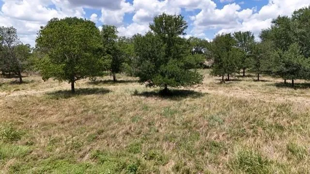 a view of lot of trees