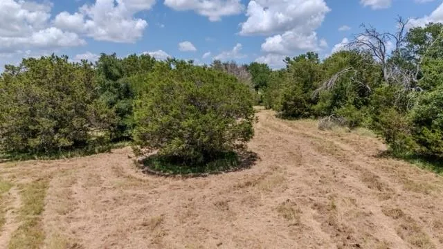 a view of a yard with plants and a tree