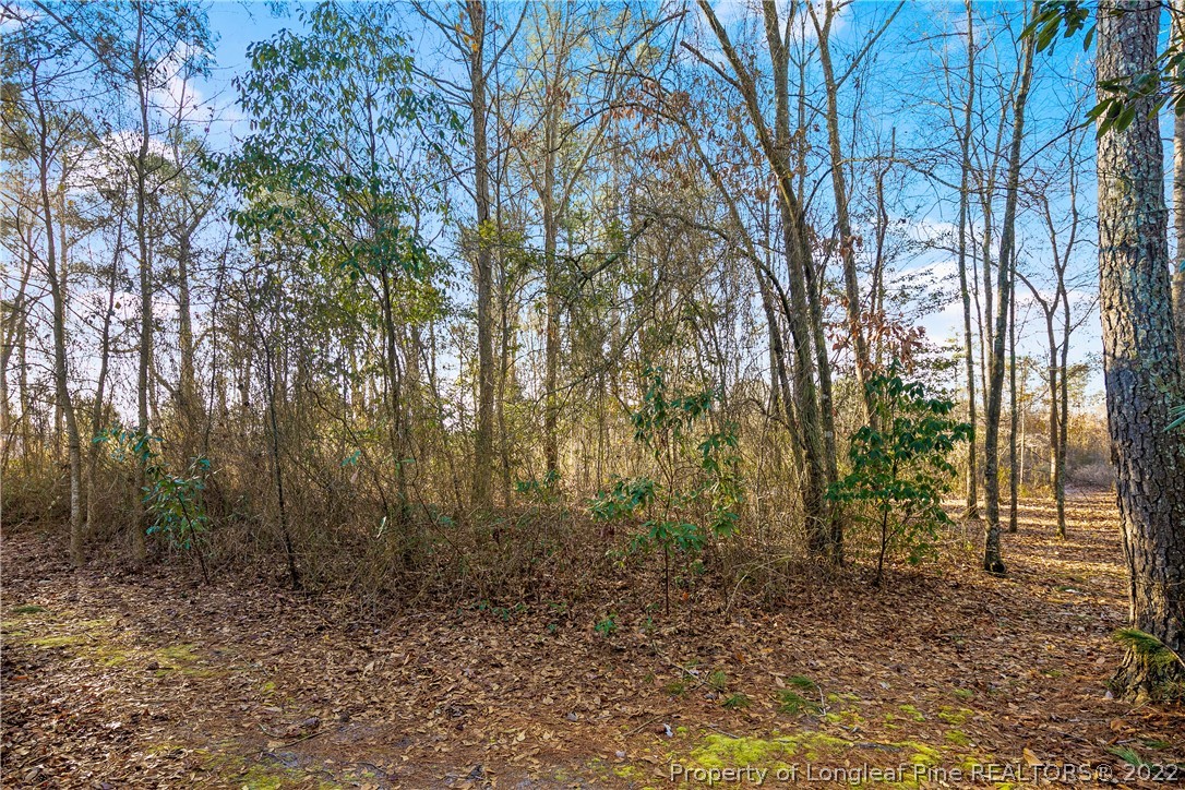 628 Tc Jones Road Raeford, NC 28376 - Photo 45 of 46 a view of a forest filled with trees