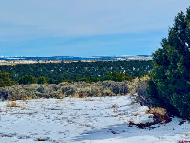 a view of a dry yard with wooden fence