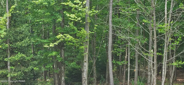 a view of a forest with a tree