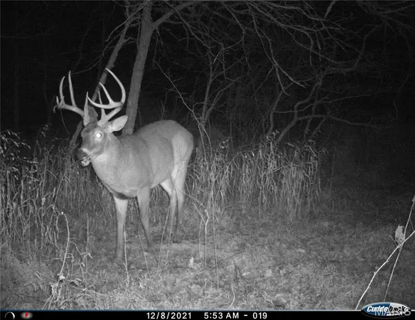 $4,299,000 | 13285 Highway 45, New Burnside, IL 62967