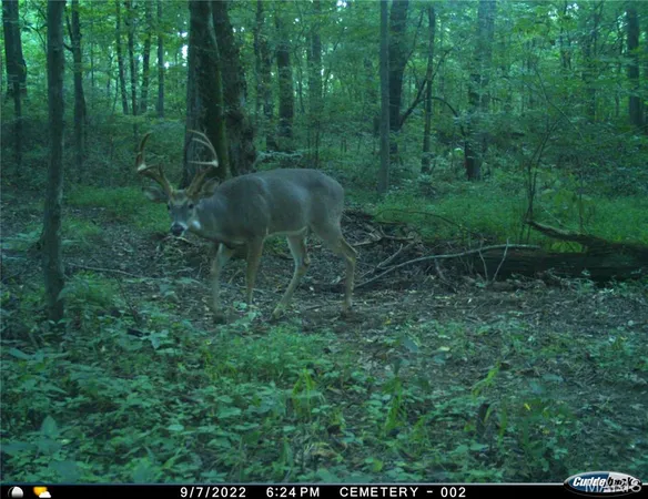 $4,299,000 | 13285 Highway 45, New Burnside, IL 62967