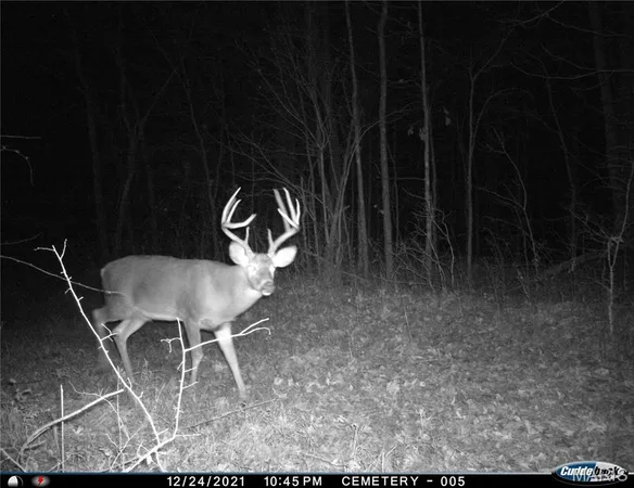 $4,299,000 | 13285 Highway 45, New Burnside, IL 62967