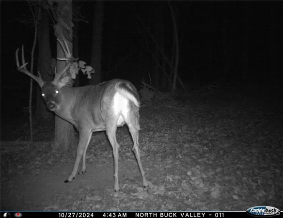 $4,299,000 | 13285 Highway 45, New Burnside, IL 62967