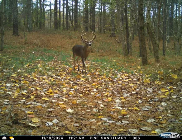 $4,299,000 | 13285 Highway 45, New Burnside, IL 62967