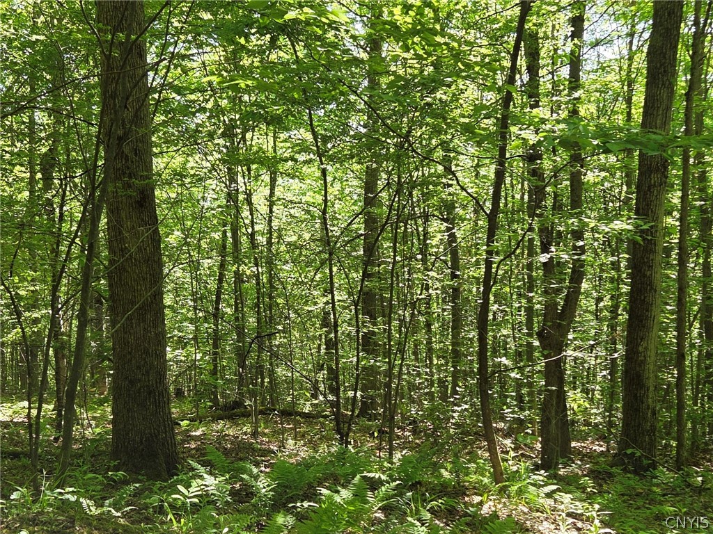 446 Nys Route Cuba, NY 14727 - Photo 45 of 47