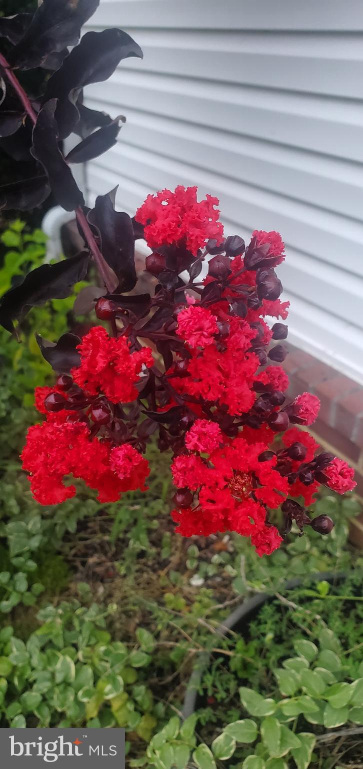 4813 Timber Drive Mount Airy, MD 21771 - Photo 75 of 80