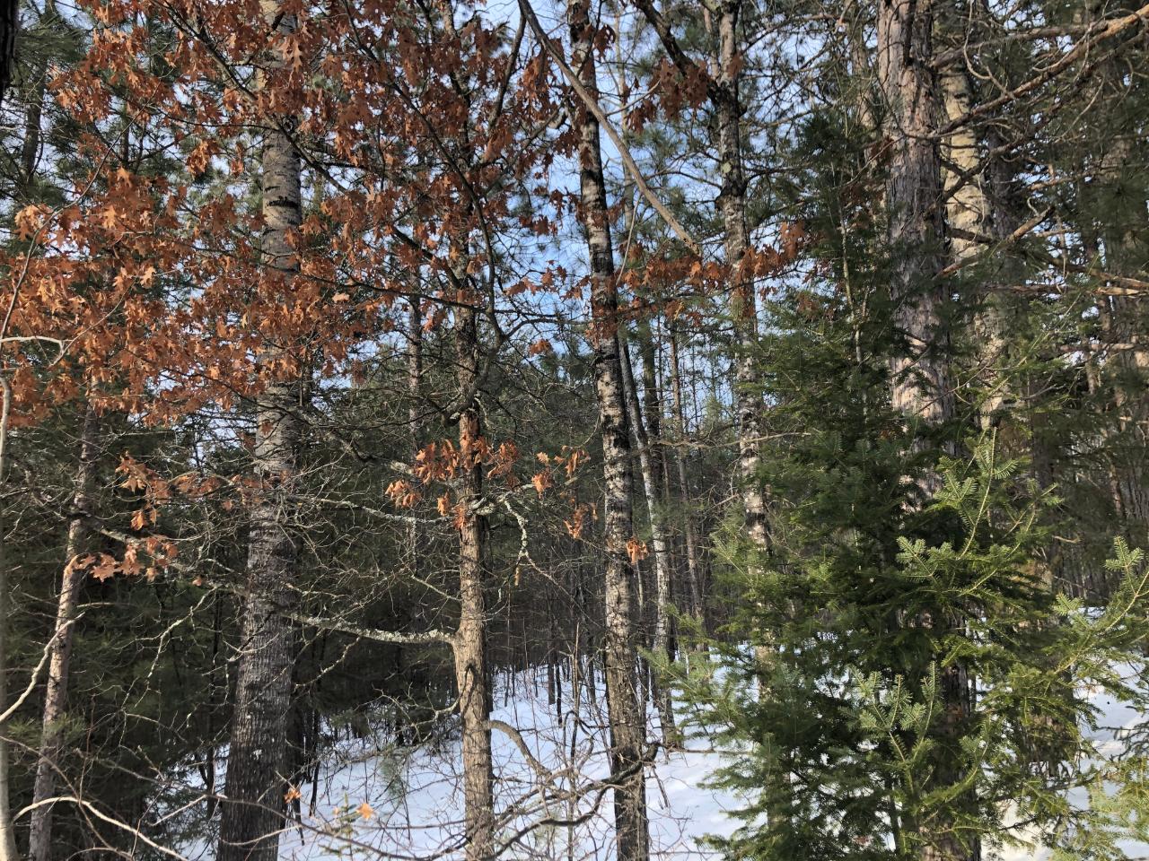 60-acres Pine Lake Road Minocqua, WI 54548 - Photo 4 of 11 Gallery Image 4