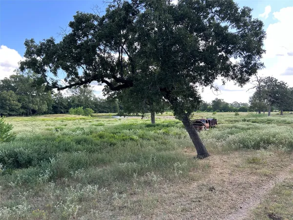 a view of a tree in a yard