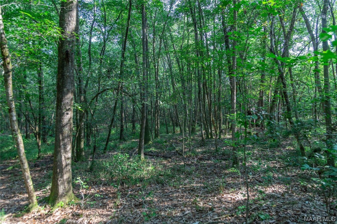 18.5-acres Free Road Brantley, AL 36009 - Photo 23 of 30 Gallery Image 23