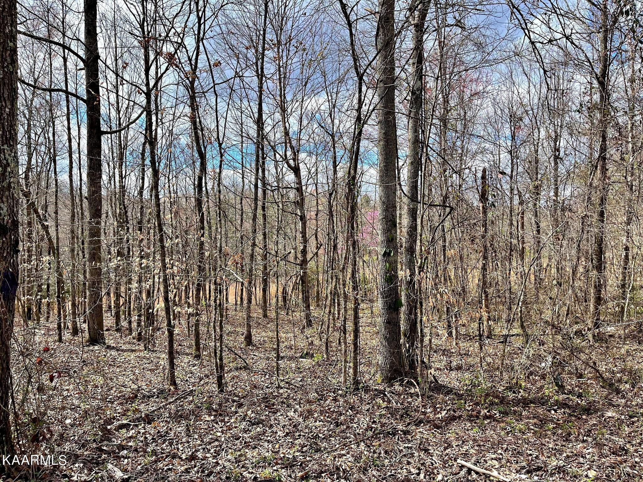 Lot 3 County Road 186 Decatur, TN 37322 - Photo 3 of 9 335100361_739949454234646_28125980814352