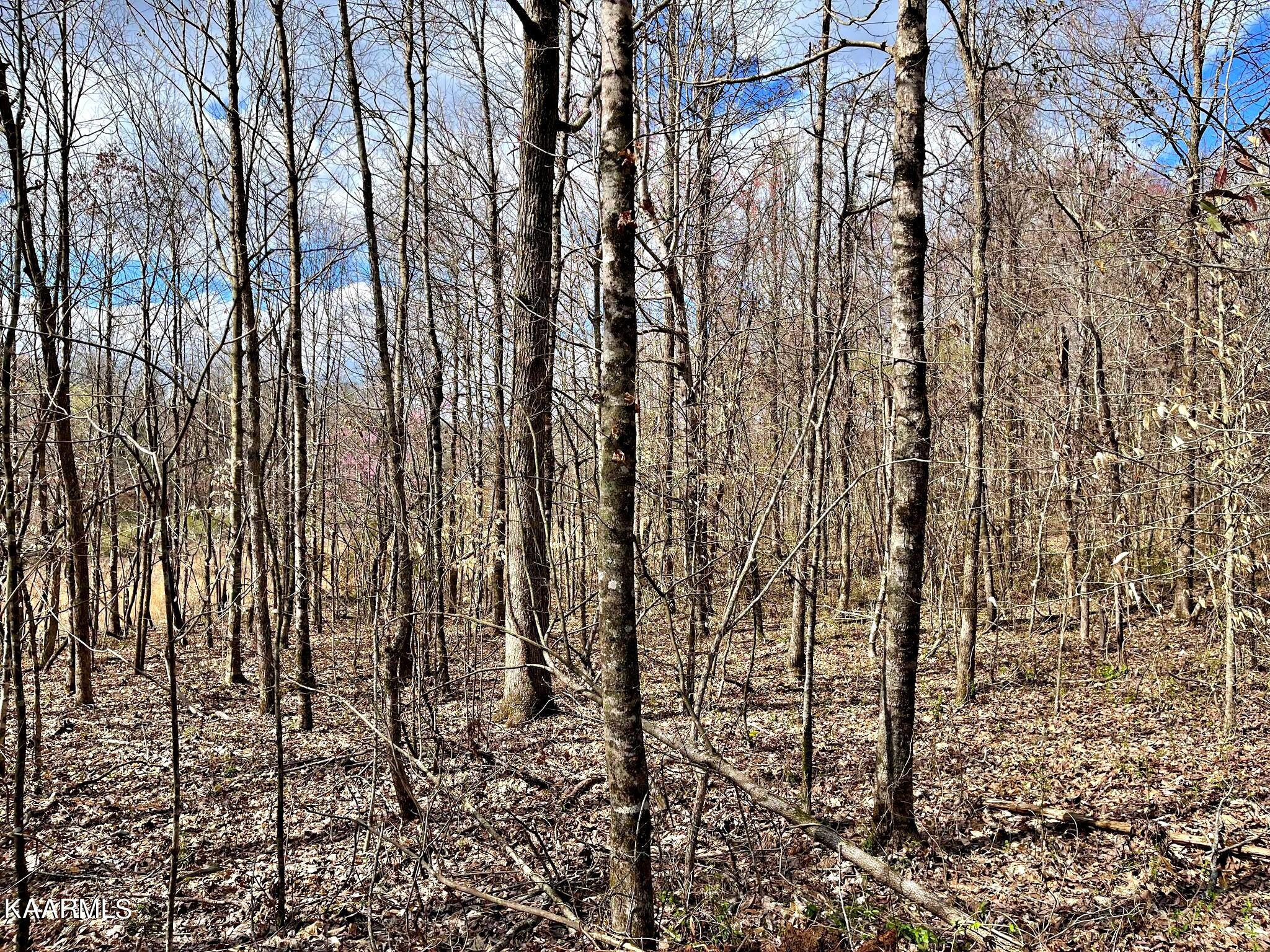 Lot 3 County Road 186 Decatur, TN 37322 - Photo 7 of 9 335126644_149871647669198_78113460789524