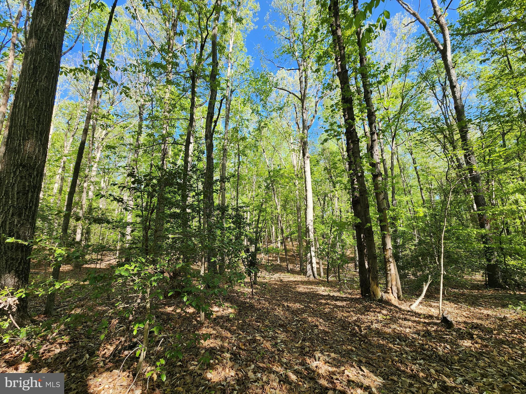 New Bridge Road Mineral, VA 23117 - Photo 6 of 14 Mature Hardwoods