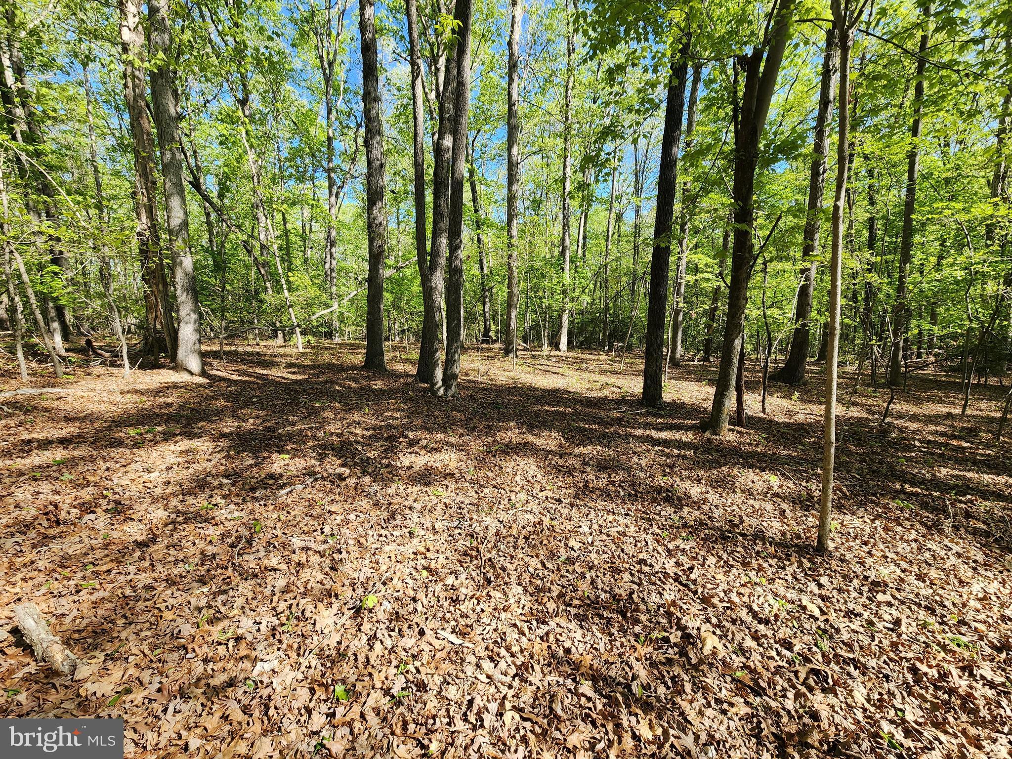New Bridge Road Mineral, VA 23117 - Photo 8 of 14 Gallery Image 8